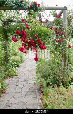 Un bel roseto, grandi fiori che crescono in un giardino all'inglese. Foto Stock