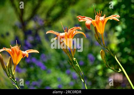 Fioritura diurna (Hemerocallis fulva) tra la fioritura della lavanda (Lavandula angustifolia), Baviera, Germania, Europa Foto Stock