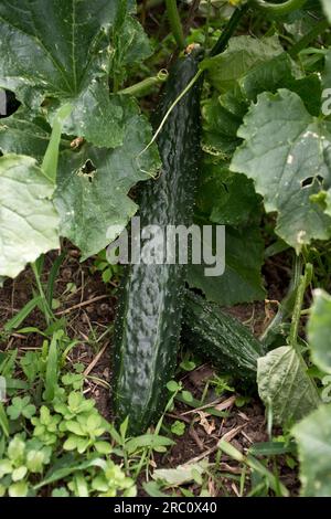 Immagine ravvicinata di cetrioli di giada cinese stagionati sulla vite pronti per il cibo durante l'inizio dell'estate Foto Stock