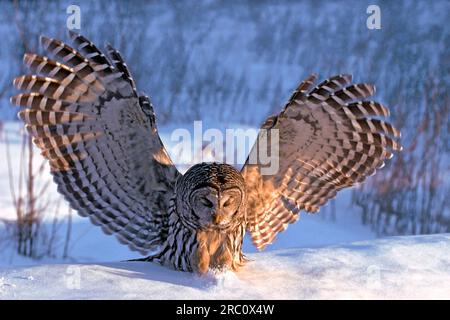 Caccia al gufo barrato ( Strix varia ) che cattura un topo da sotto la superficie della neve. Foto Stock