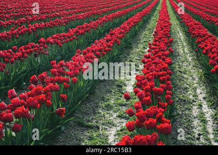 File di tulipani rossi, Mount Vernon, Washington, USA. Foto Stock