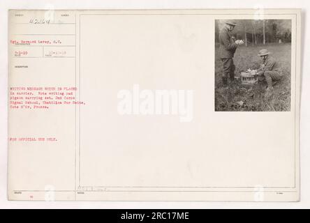 Il soldato Sgt. Bemard Levey è visto nella fotografia il 10 ottobre 1918, alla 2nd Corps Signal School di Chatillon Sur Seine, Cote d'Or, Francia. Sta preparando un piccione portatore, che sta portando un messaggio scritto su un pad appositamente creato per i piccioni. La nota è esclusivamente per uso ufficiale. Foto Stock