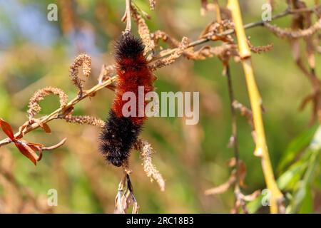 Arancio nero orso legnoso caterpillar strisciante sul ramo dell'albero - foglie verdi sfondo sfocato. Preso a Toronto, in Canada. Foto Stock