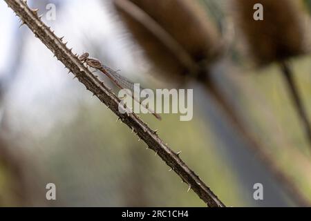 Damselfly su stelo a cavalletto - sfondo sfocato. Preso a Toronto, in Canada. Foto Stock