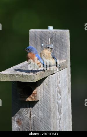 Un paio di uccelli blu orientali seduti sul tetto della loro casa Foto Stock