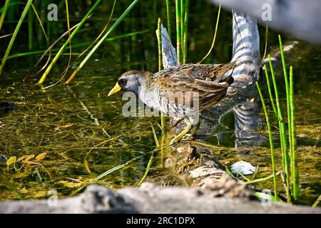 Una sfuggente e selvaggia Sora 'Porzana carolina', che si addormenta in un luogo aperto nel suo habitat paludoso Foto Stock