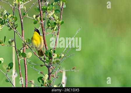 Un comune Warbler dalla gola gialla 'Geothlypis trichas', arroccato su un ramo di salice che canta la sua canzone mattutina nel suo habitat boschivo Foto Stock