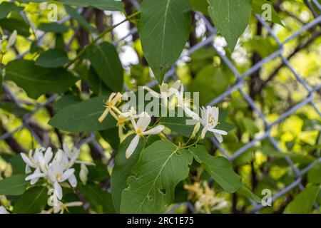 Fiori di caprifoglio giallo bianco - sfondo sfocato con foglie di recinzione. Preso a Toronto, in Canada. Foto Stock