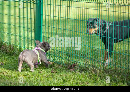 Due cani, Rottweiler e French Bull l'uno di fronte all'altro. Concetto di socializzazione dei cani. Foto Stock