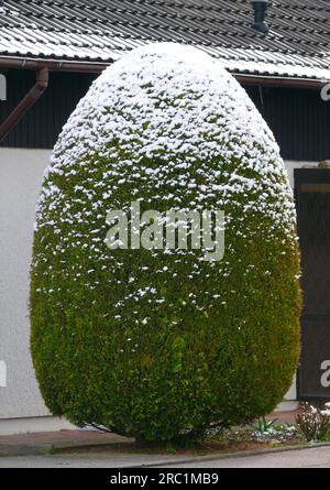 Arborvitae (Thuja) con neve nel giardino anteriore Foto Stock