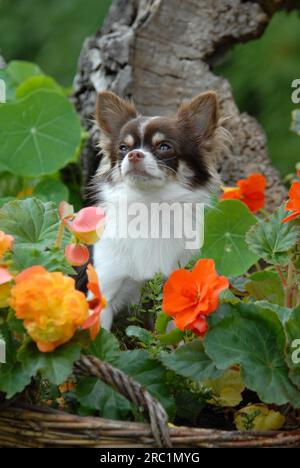 Young Chihuahua, 7 mesi, maschio, longhair, Chocolate tan with white, pied, sitting between Flowering begonia, portrait, FCI Standard No. 218 Foto Stock