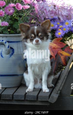 Giovane Chihuahua, 7 mesi, maschio, longhair, marrone cioccolato con bianco, pied, seduto di fronte a un vaso di fiori in un vecchio carrello, standard FCI n.. Foto Stock