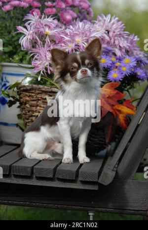 Giovane Chihuahua, 7 mesi, maschio, longhair, marrone cioccolato con bianco, pied, seduto di fronte a un vaso di fiori in un vecchio carrello, standard FCI n.. Foto Stock