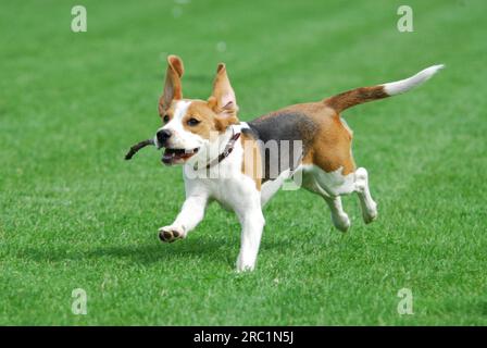 Giovane Beagle, tricolore, che corre con un bastone in bocca attraverso un prato, FCI, Standard No. 161, giovane Beagle, che corre con un bastone in bocca Foto Stock