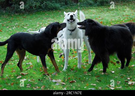 Berger blanc suisses, cane misto di razza nera e Groenendael, saluti a vicenda, cane pastore svizzero bianco (Berger Blanc Suisse), razza mista nera Foto Stock