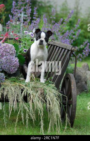 Giovane Boston Terrier, 5 mesi, femmina, nero marcato con bianco, seduto in un vecchio carretto a mano, American Dog Breed, FCI, Standard No. 140, giovane Foto Stock