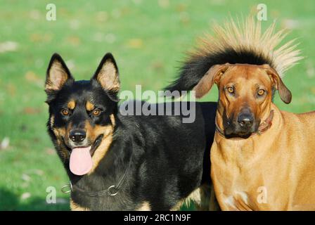 Cane domestico di razza mista (canis lupus familiaris) e Rhodesian Ridgeback fianco a fianco, ritratto, standard FCI n. 146, cane di razza mista e Rhodesian Foto Stock