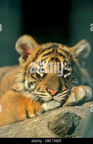 Giovane tigre di Sumatra (Panthera tigris sumatrae) Foto Stock