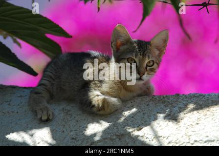 Giovane gattino domestico, tabby, sdraiato su un muro di fronte ai fiori di Bougainvillea, Cicladi, Grecia, wildcat (felis silvestris) forma Foto Stock