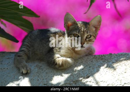 Giovane gattino domestico, tabby, sdraiato su un muro di fronte ai fiori di Bougainvillea, Cicladi, Grecia, wildcat (felis silvestris) forma Foto Stock