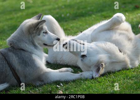 Un giovane Alaskan Malamute, un cucciolo di 15 settimane e un cane domestico del pastore svizzero bianco (canis lupus familiaris) giocano insieme, FCI Standard No. 243 Foto Stock