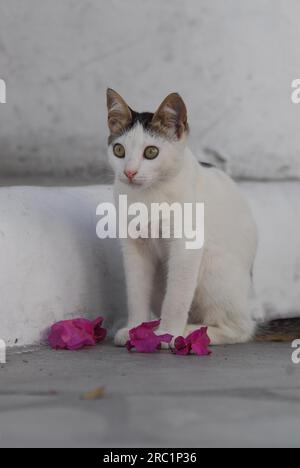 Giovane gattino domestico, bianco con marcatura di furgoni, Cicladi, Grecia, gattino, furgone bianco, Cyclades, Greece, non-pedigree wildcat (felis silvestris) forma Foto Stock