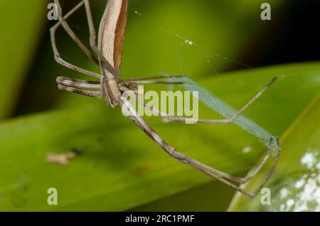 Rufous NET-casting Spider, Deinopsis subrufa, con Net, Malanda, Australia. Foto Stock