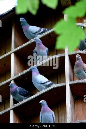 Piccioni nella città di Pforzheim, Pigeon House, Pigeon loft, Domestic Pigeon, City Pigeon Foto Stock