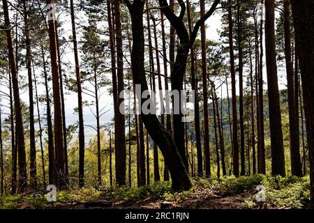 Forest in primavera Foto Stock