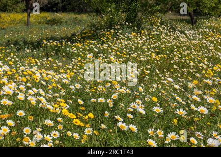 Prato di fiori con corone (Glebionis coronaria), Maiorca, Isole Baleari, Spagna Foto Stock