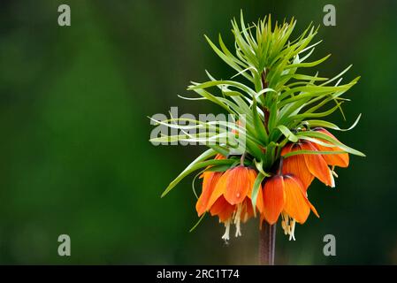 Corona del Kaiser (Fritillaria imperialis), corona imperiale Foto Stock