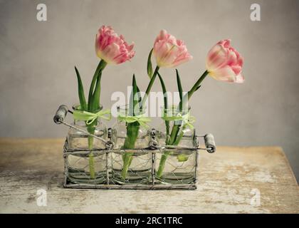 Tre delicati fiori di tulipano rosa Foto Stock