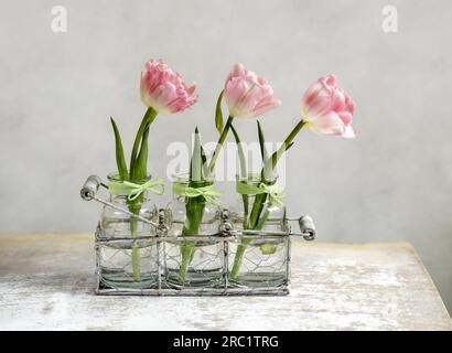 Tre delicati fiori di tulipano rosa Foto Stock