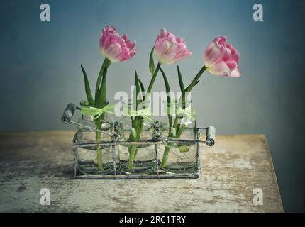 Tre delicati fiori di tulipano rosa Foto Stock