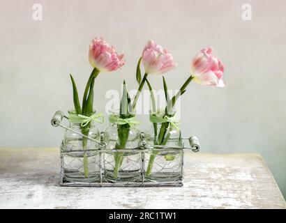 Tre delicati fiori di tulipano rosa Foto Stock