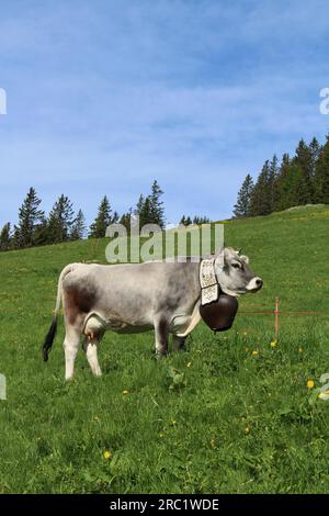 Mucca con bellissimo campanile su un prato nell Oberland bernese Foto Stock