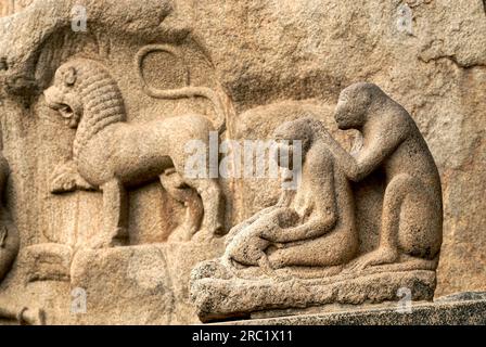 Animali mitologici scolpiti e scimmie grooming scolpito sulla penitenza Arjunas discesa dei Gange in Mahabalipuram Mamallapuram vicino a Chennai, Tamil Foto Stock