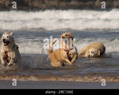 Cani giocando in mare Foto Stock