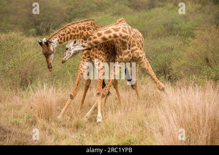 Giraffe di Maasai, riserva di caccia di Maasai Mara (Giraffa camelopardalis tippelskirchii), Kenya Foto Stock