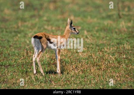 Gazzella di Thomson, capra, Parco Nazionale di Nakura (Gazella thomsoni), Kenya Foto Stock