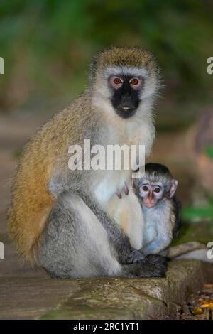 Vervet Monkey (Cercopithecus aethiops) with Young, Massai Mara Game Reserve, Vervet Monkey, Kenya Foto Stock