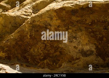 Piante fossili nella roccia, Valle de Luna, El Gusano, riserva naturale Ischigualasto, Valle della Luna, Provincia di San Juan, Argentina Foto Stock
