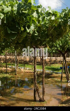 Grappolo di uva (Vitis vinifera), Mendoza, Argentina, Torrontes, vite Foto Stock