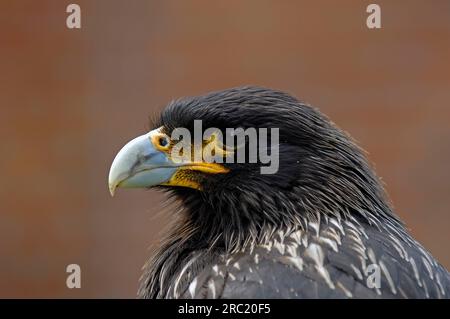 Caracara striata (Phalcoboenus australis), Caracara di Forster, Johnny Rook, lato, profilo Foto Stock