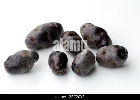 Patate (Solanum tuberosum) Vitelotte', patata al tartufo francese blu, patata al tartufo francese blu, patata originale Foto Stock