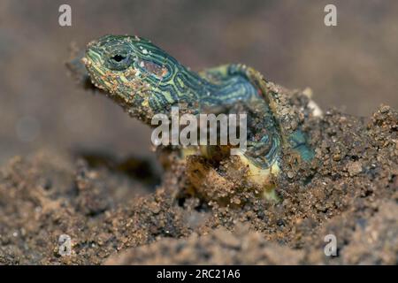 Cursore dalle orecchie rosse (Trachemys scripta elegans), giovanile appena schiusa (Pseudemys scripta elegans) Foto Stock