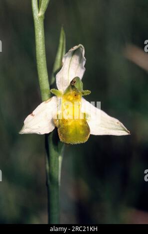 Orchidea delle api, orchidea delle api (ophrys apifera), orchidea delle api, ophrys abeille Foto Stock