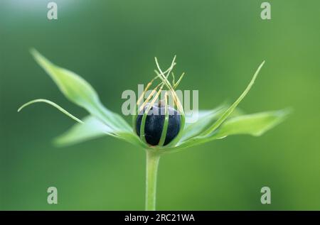 Nodo del vero amante (paris quadrifolia), parisette a quatre feuilles Foto Stock