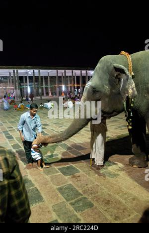 Devoti che ricevono benedizioni dall'elefante del tempio, dal tempio di Nataraja a Chidambaram, dal Tamil Nadu, dall'India meridionale, dall'India, dall'Asia Foto Stock