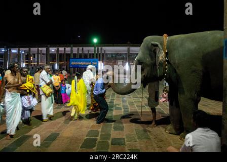 Devoti che ricevono benedizioni dall'elefante del tempio, dal tempio di Nataraja a Chidambaram, dal Tamil Nadu, dall'India meridionale, dall'India, dall'Asia Foto Stock